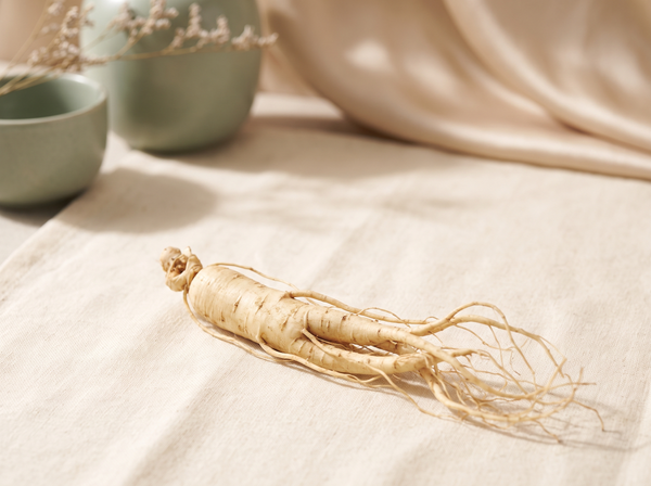 Panax Ginseng
