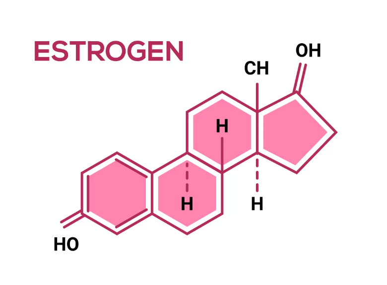What Exactly is Estrogen